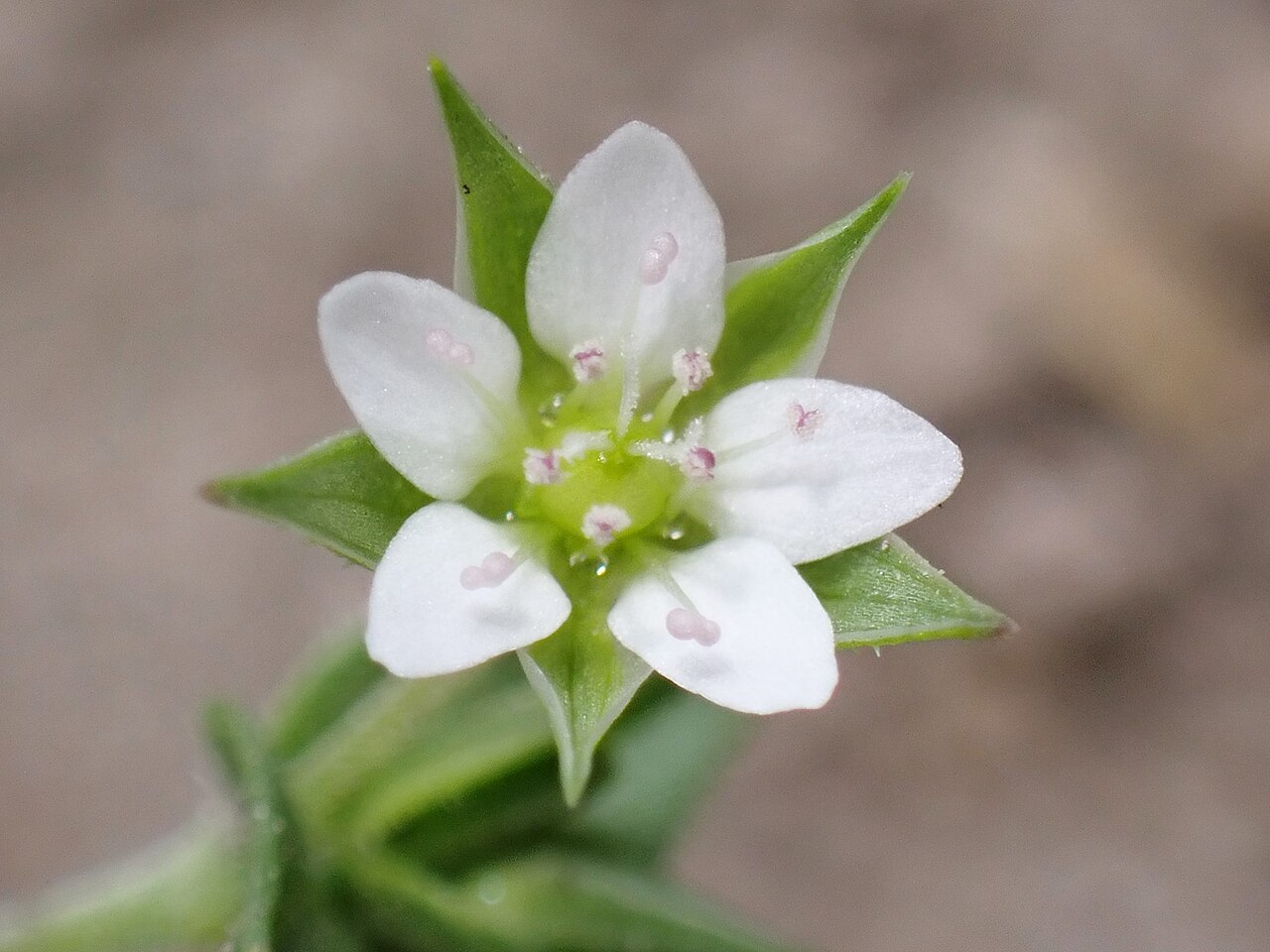 Arenaria serpyllifolia rastúca v skalke medzi kameňmi