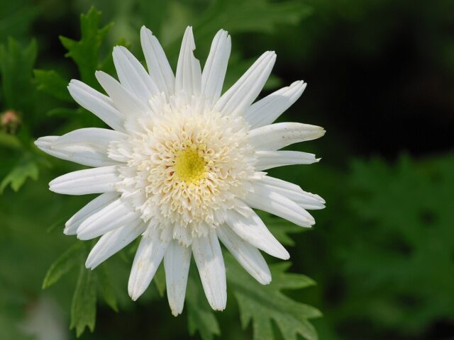 Argyranthemum frutescens pestovanie v črepníku na terase