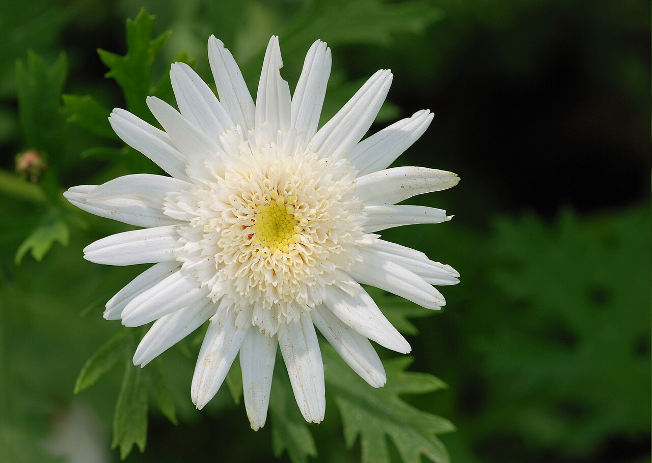 Argyranthemum frutescens pestovanie v črepníku na terase