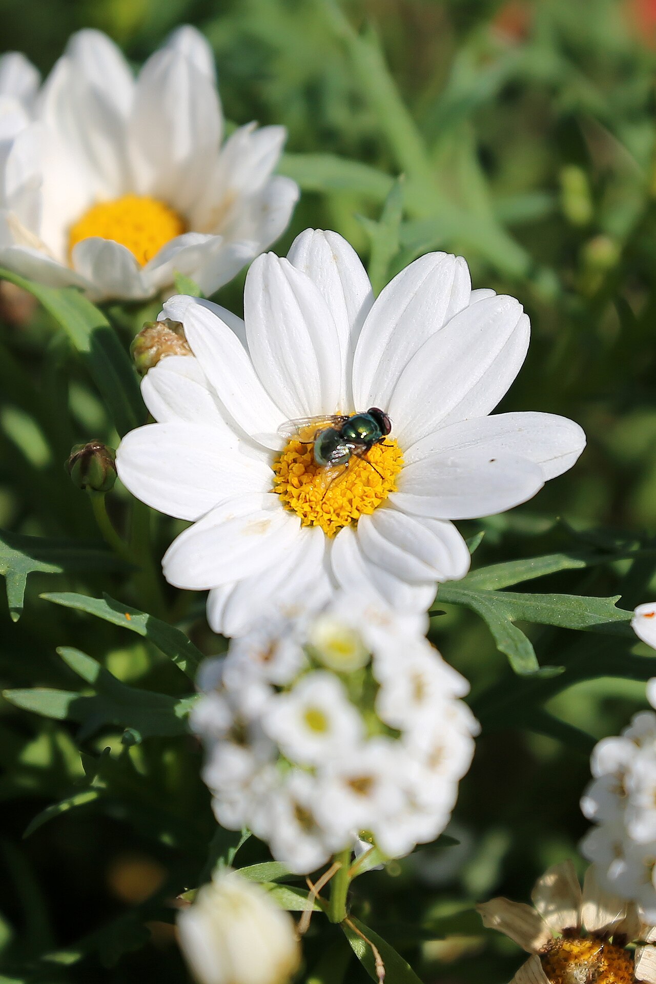 Kvety Argyranthemum frutescens v plnom kvete