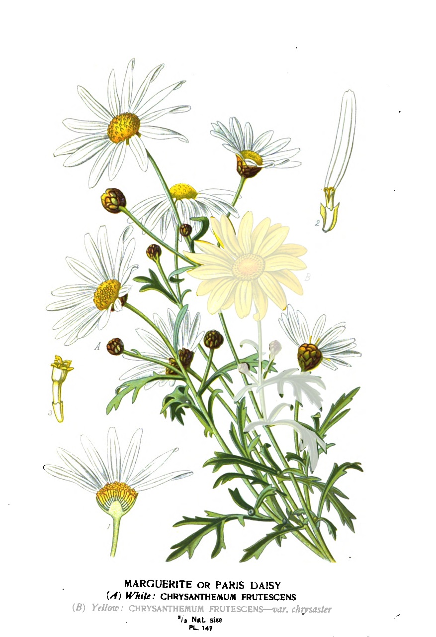 Detail listov a kvetov rastliny Argyranthemum frutescens
