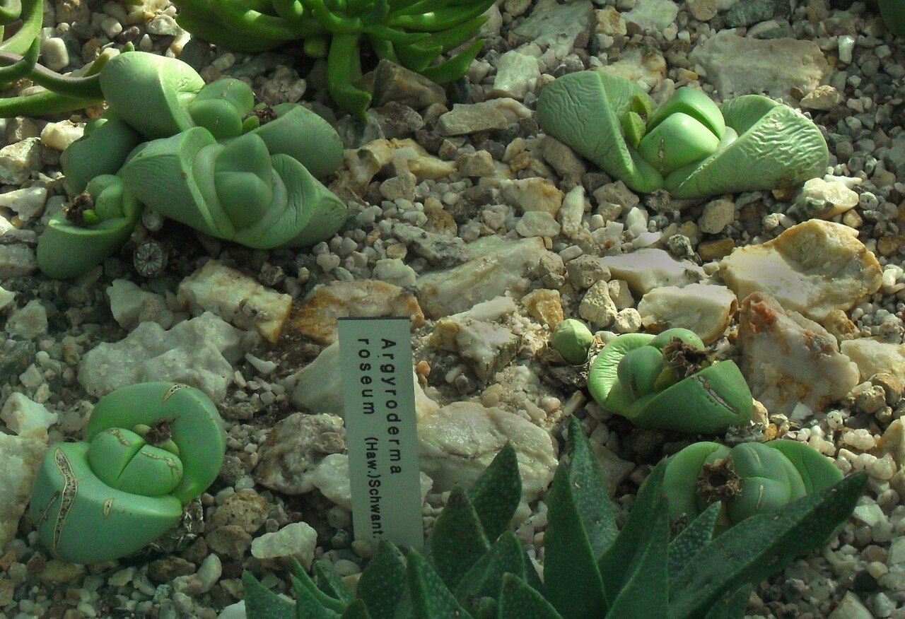 Argyroderma delaetii s kamienkovým vzhľadom v kvetináči