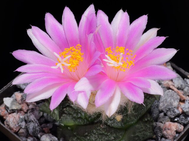 Starostlivosť o Ariocarpus fissuratus na svetlom stanovišti