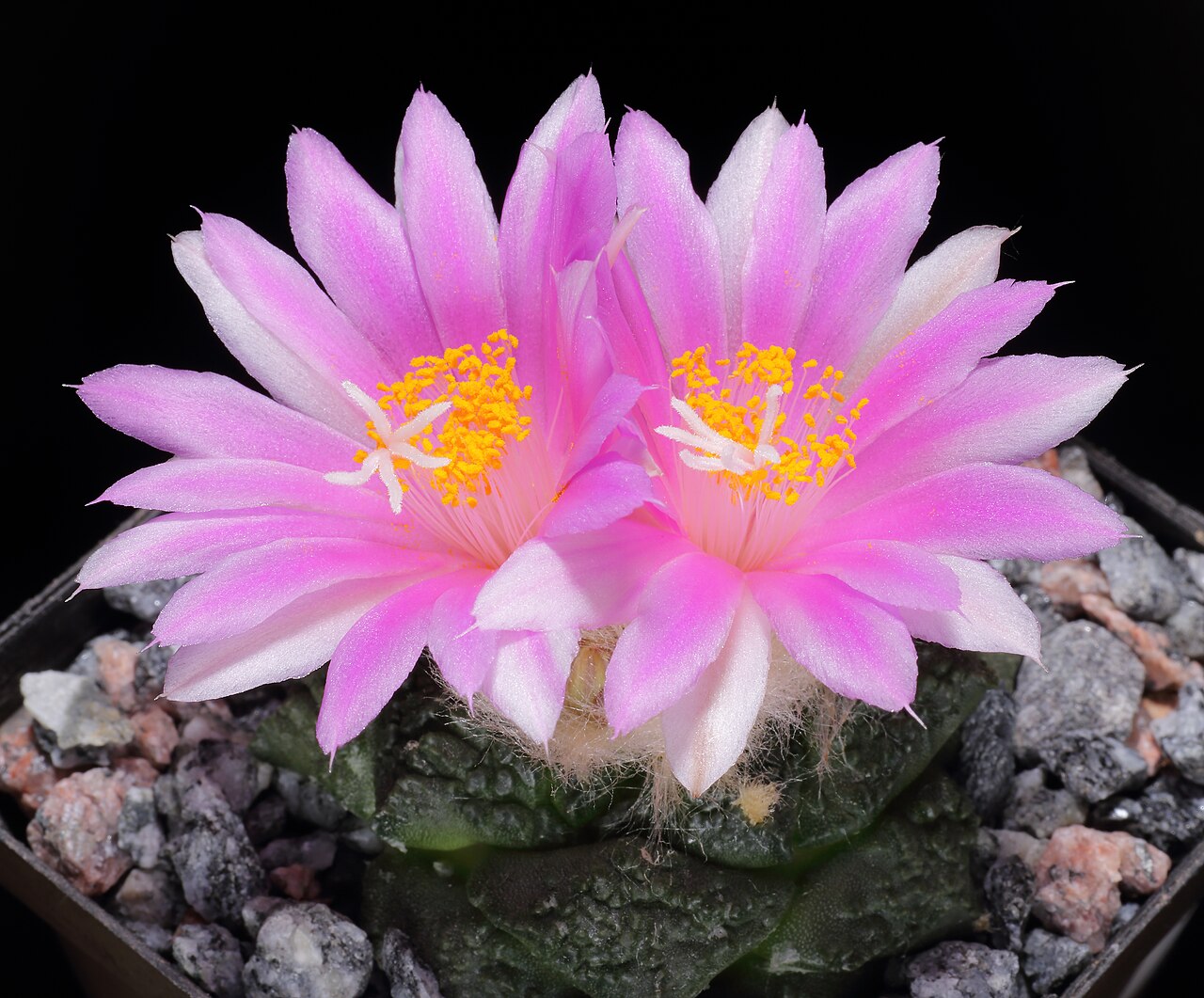 Starostlivosť o Ariocarpus fissuratus na svetlom stanovišti