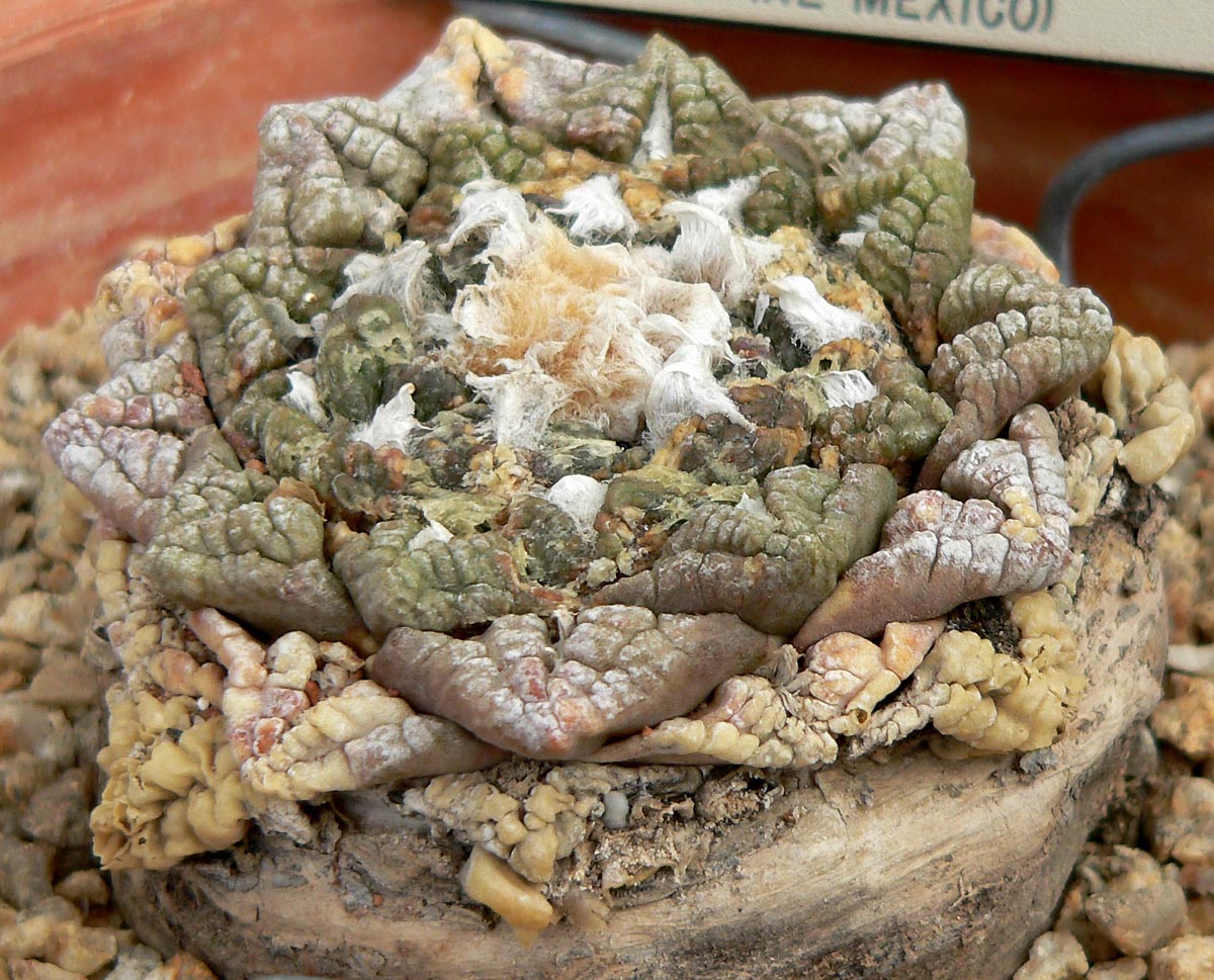 Detail povrchu rastliny Ariocarpus fissuratus