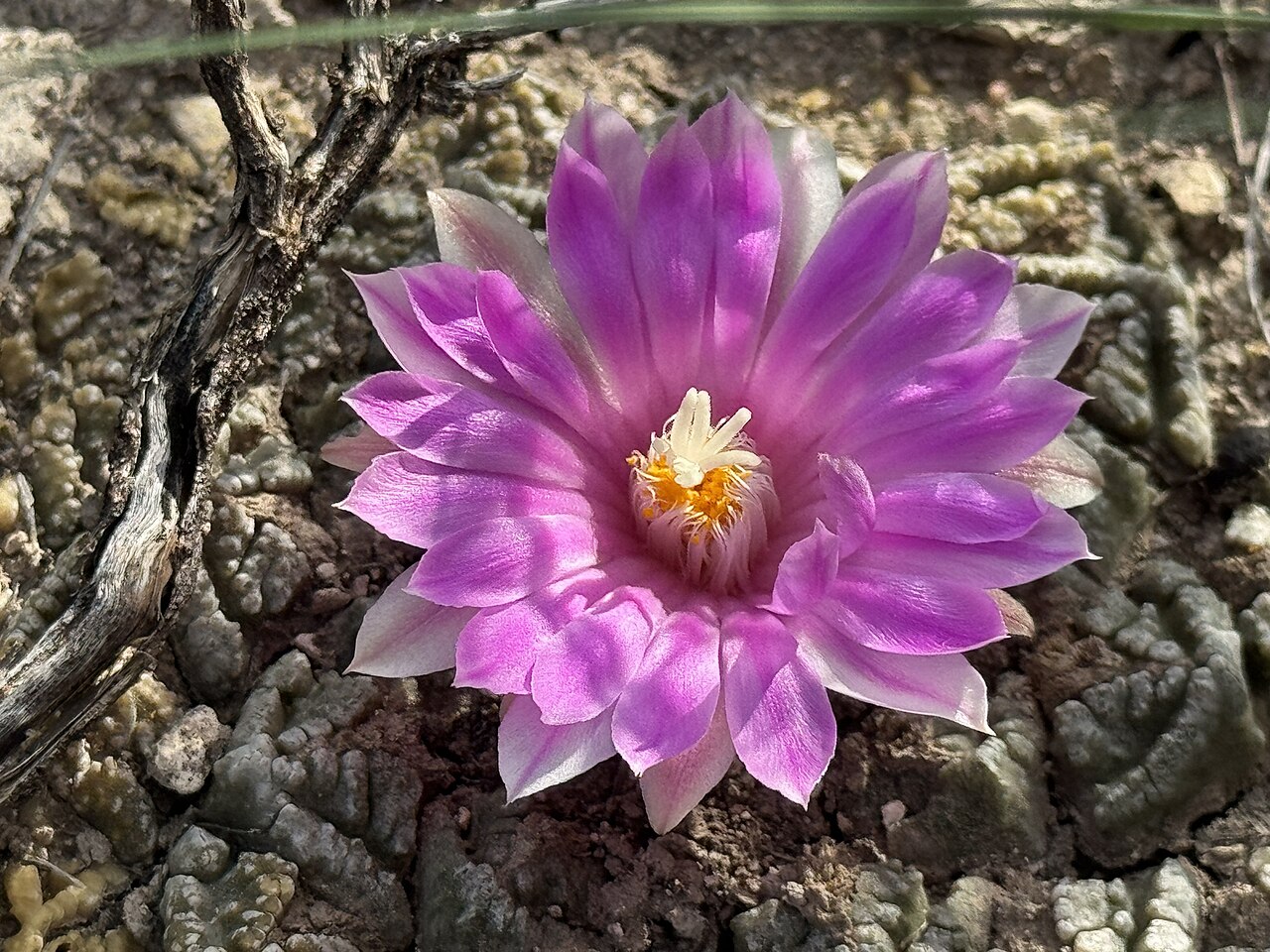 Kvitnúci Ariocarpus fissuratus v kvetináči