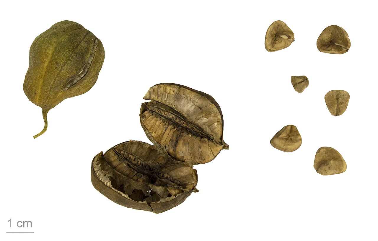 Starostlivosť o Aristolochia clematitis v záhradnom prostredí