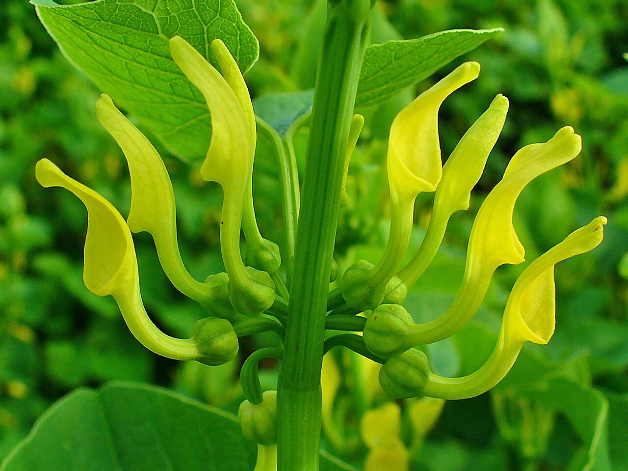 Detail žltých kvetov Aristolochia clematitis