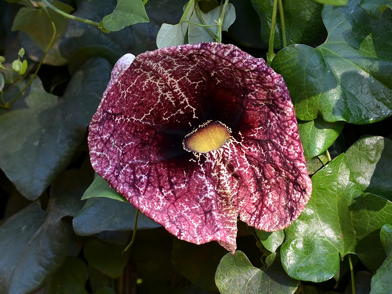 Kvet Aristolochia elegans s typickým rúrkovitým tvarom