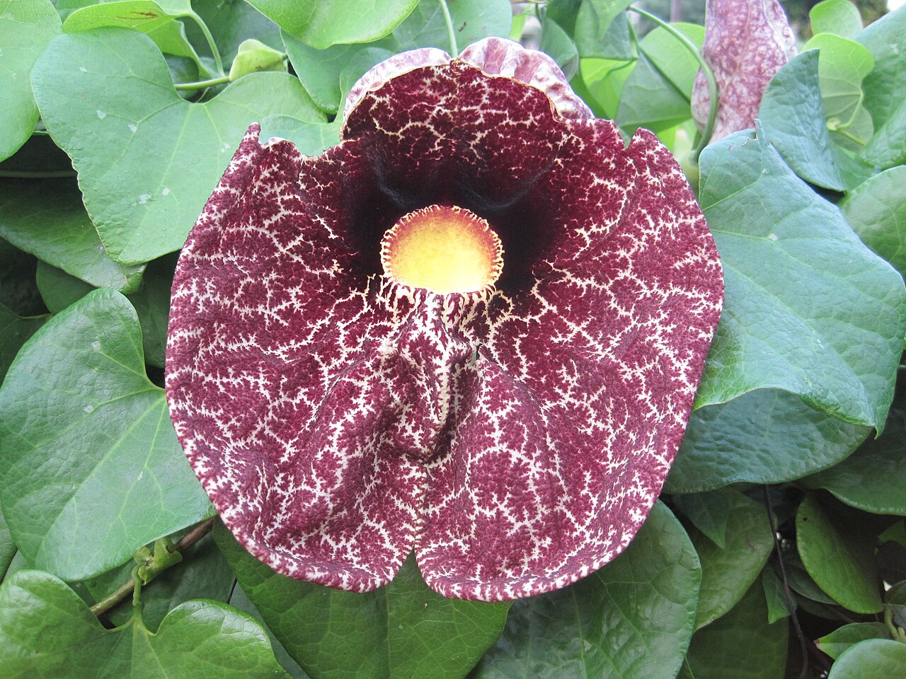 Popínavá rastlina Aristolochia elegans na opore