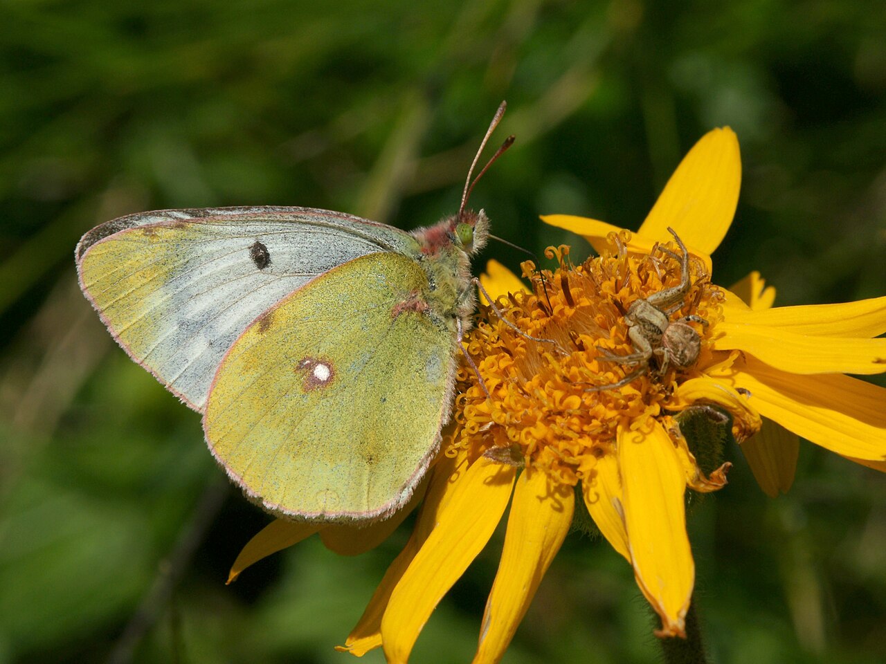 Starostlivosť o Arnica montana na svetlom stanovišti