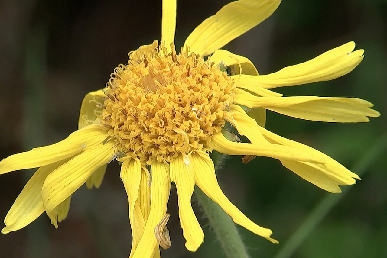 Arnica montana s typickými sivastozelenými listami