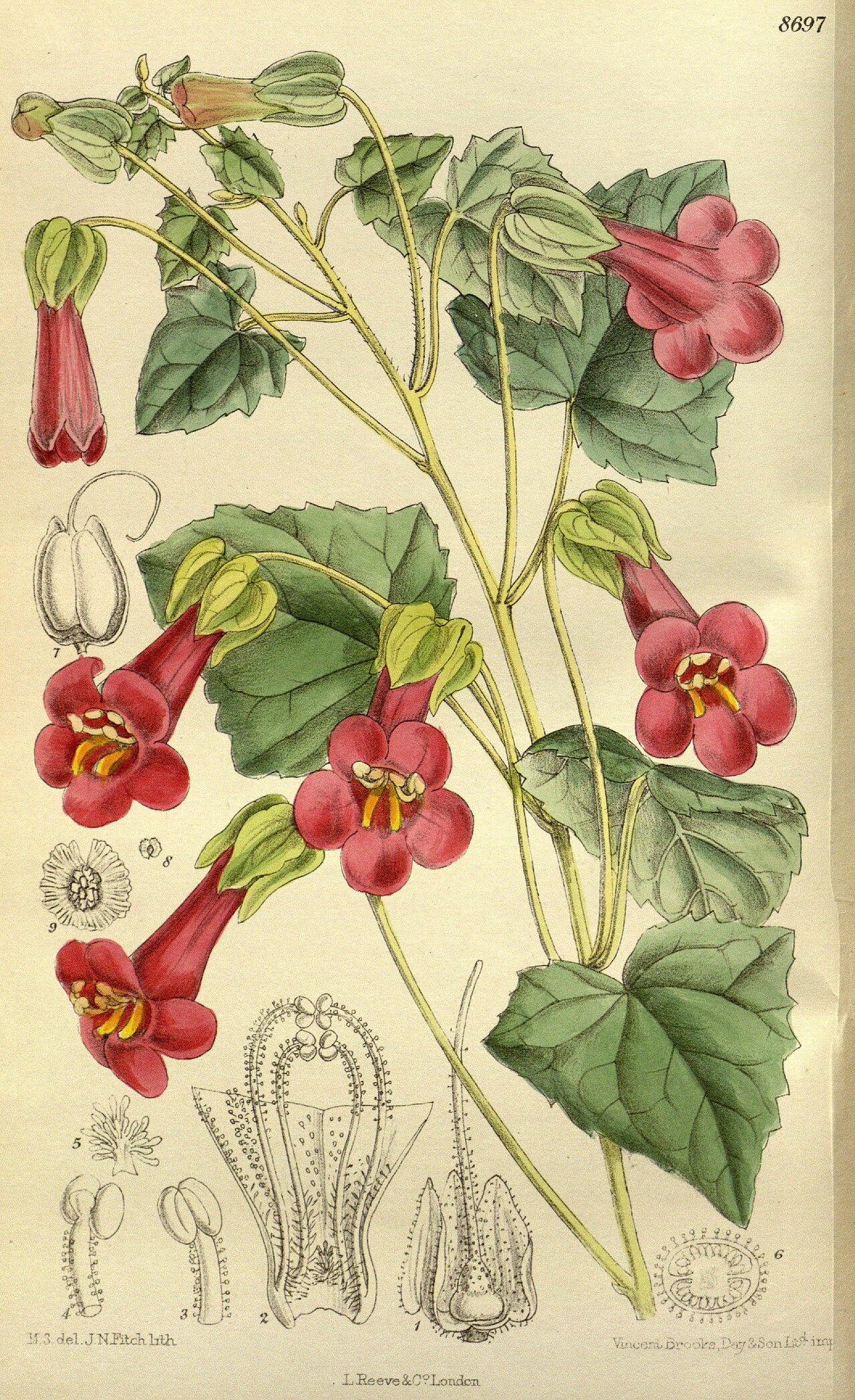 Detail listov rastliny Asarina purpusii