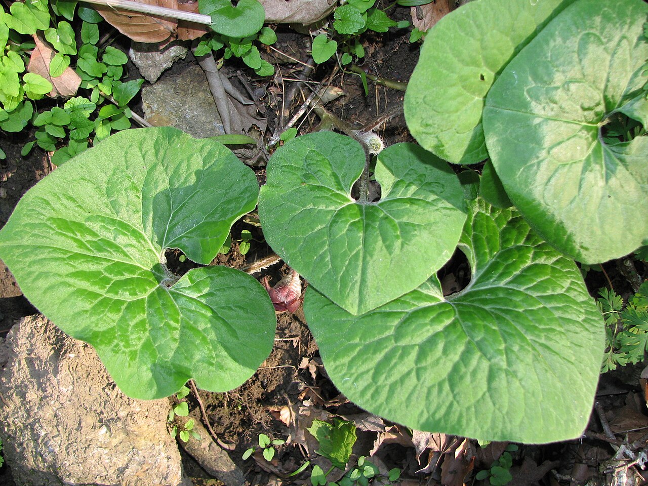 Starostlivosť o Asarum canadense a detail lesklých listov
