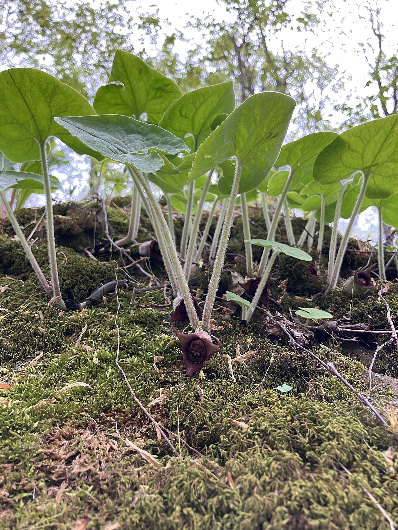 Asarum canadense v tienistom záhone
