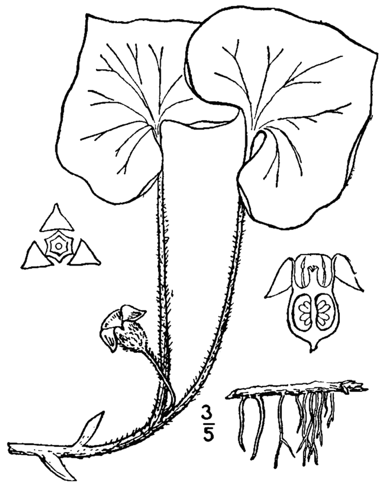 Detail listov rastliny Asarum canadense