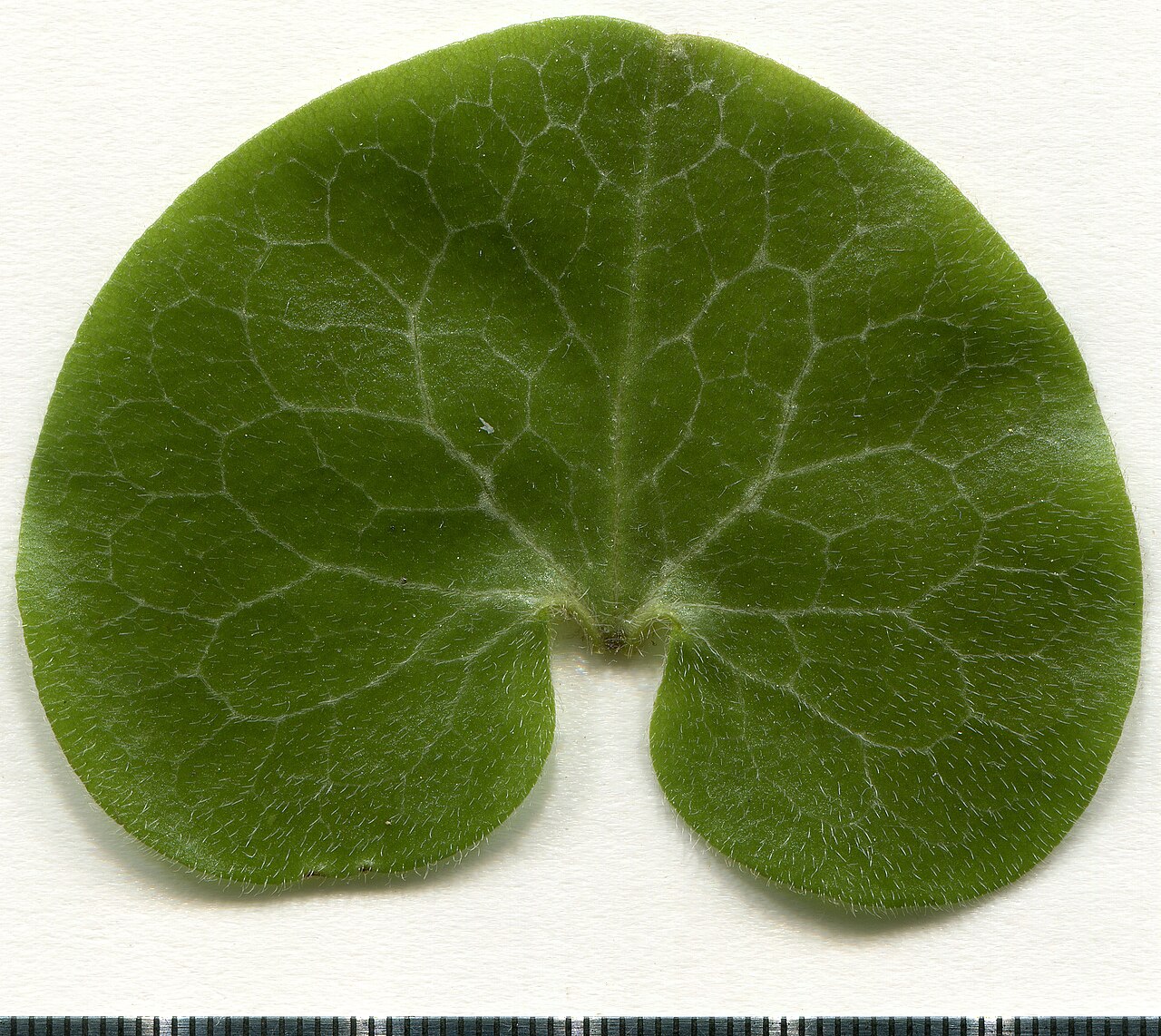 Lesklé srdcovité listy rastliny Asarum europaeum