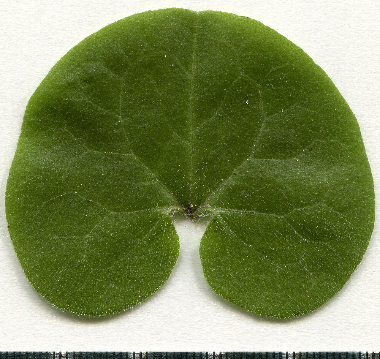 Detail porastu Asarum europaeum v záhrade