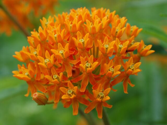 Starostlivosť o Asclepias tuberosa na slnečnom stanovišti