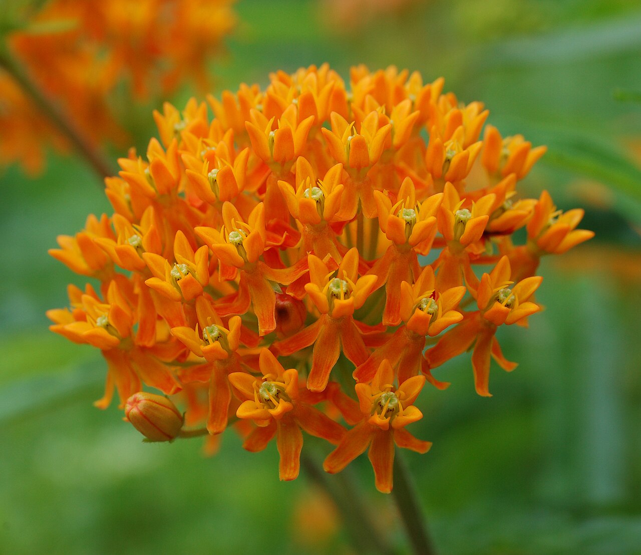 Starostlivosť o Asclepias tuberosa na slnečnom stanovišti