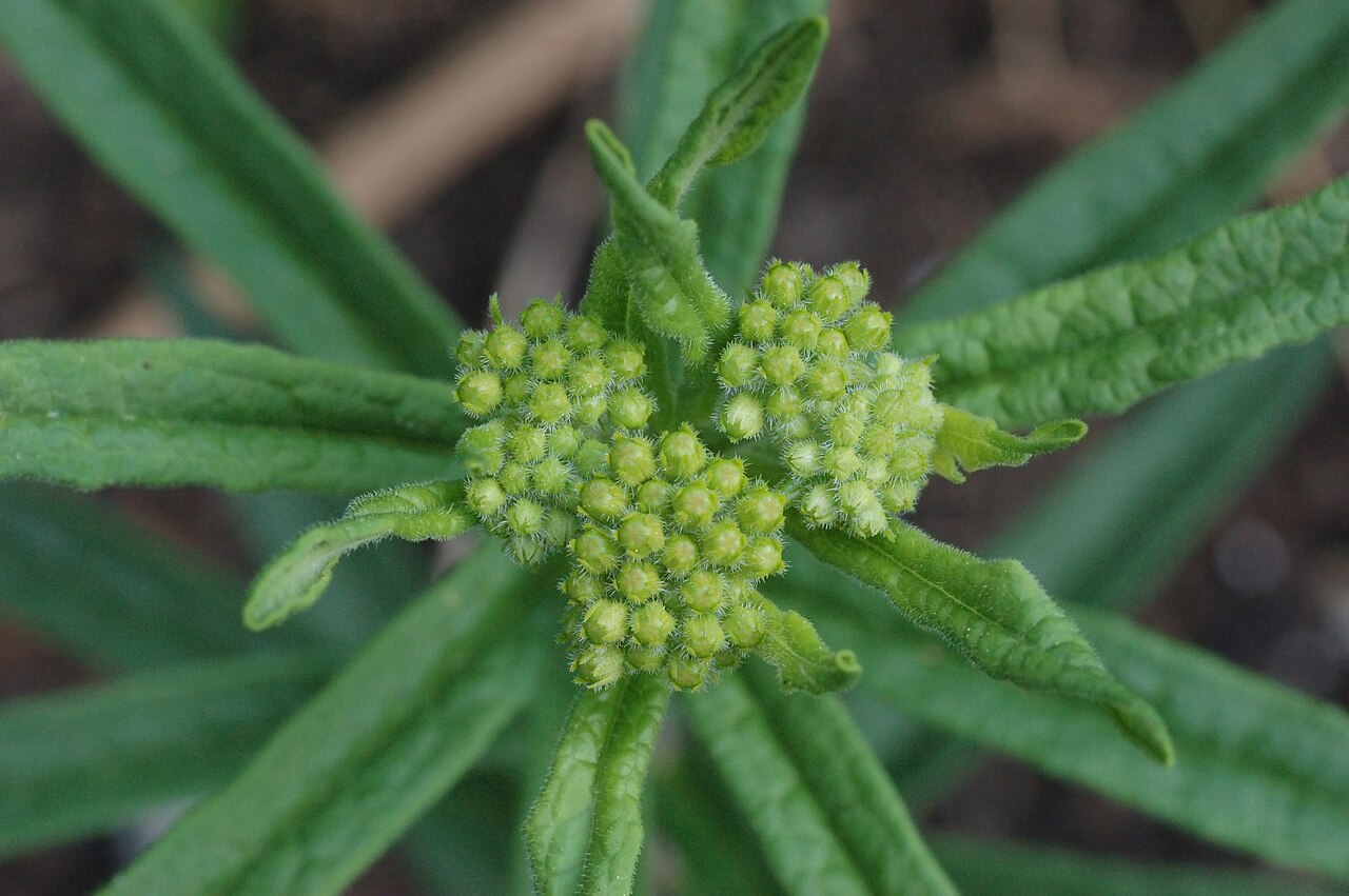 Detail listov a stoniek Asclepias tuberosa