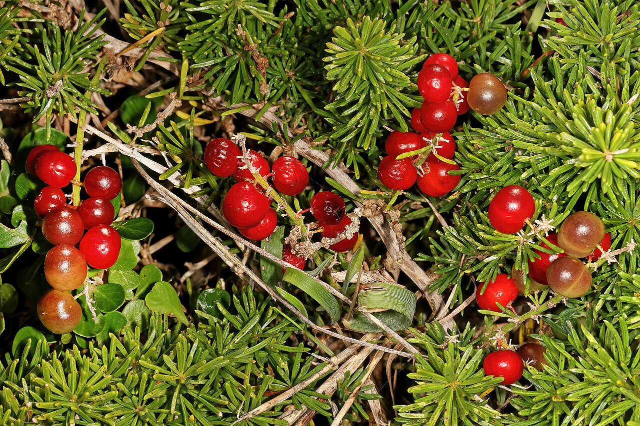 Asparagus aethiopicus pestovanie v interiéri na svetlom mieste