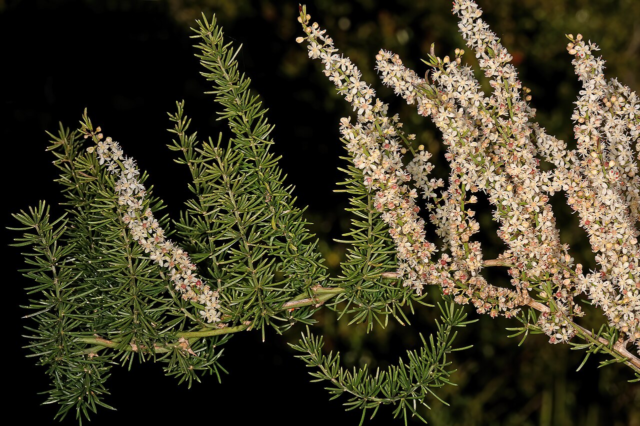 Jemné zelené výhonky rastliny Asparagus aethiopicus