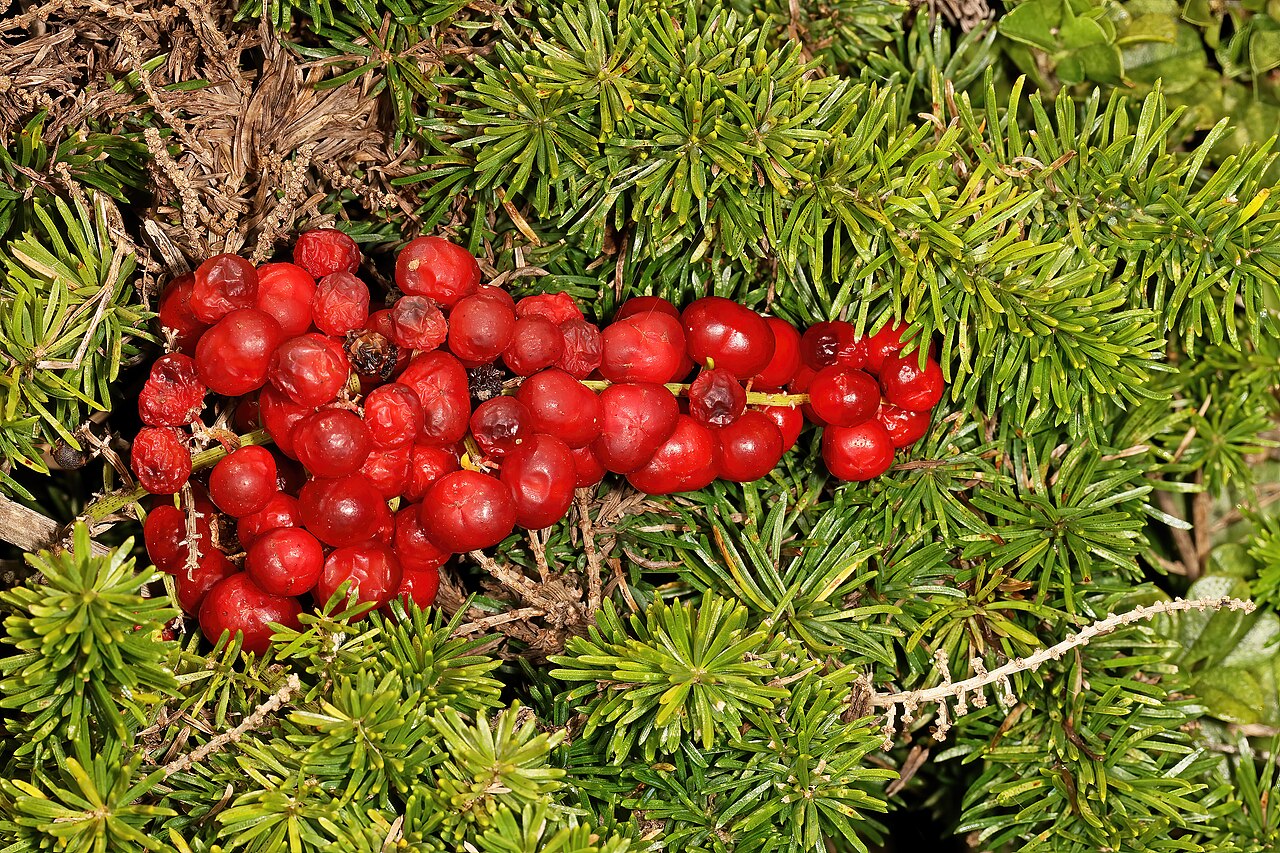 Asparagus aethiopicus v závesnom kvetináči