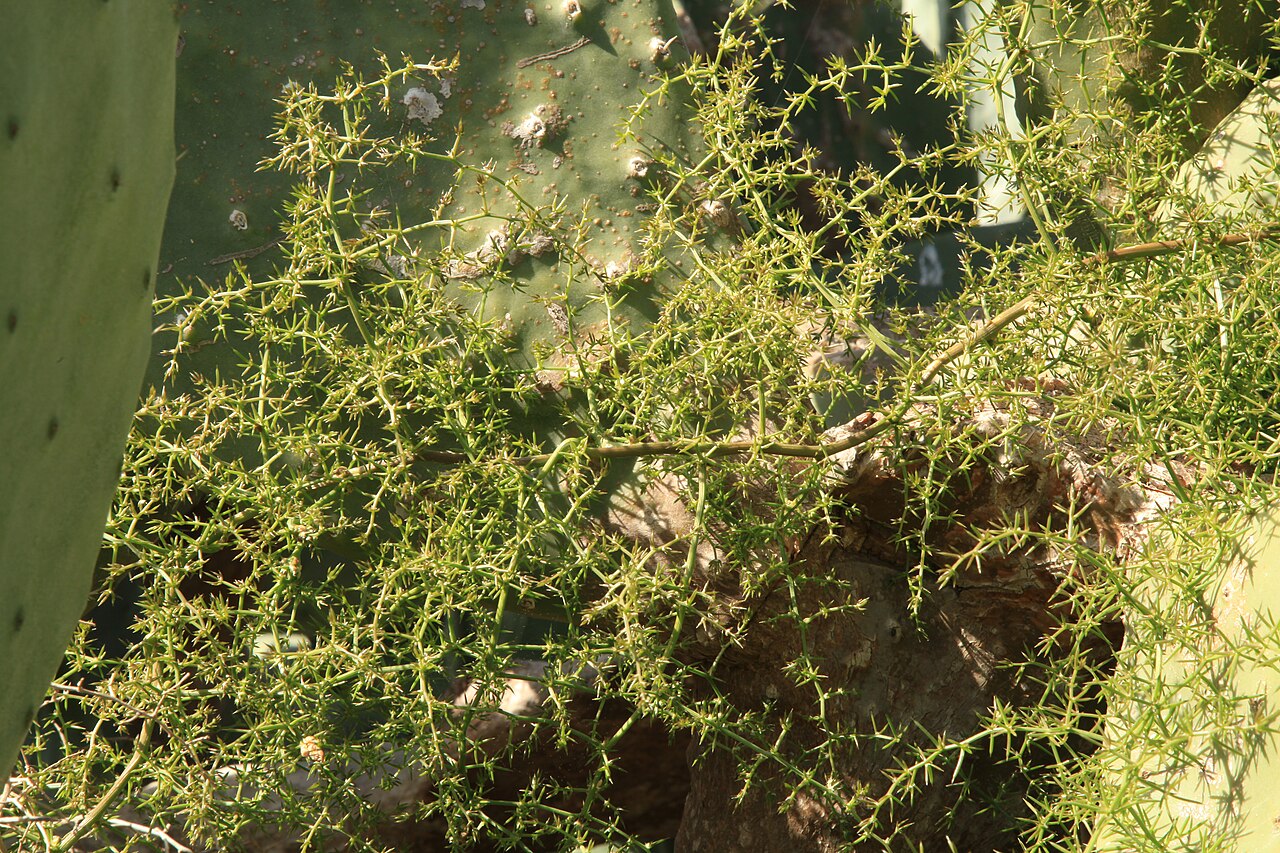 Starostlivosť o Asparagus aphyllus a jeho jemné previsnuté výhony