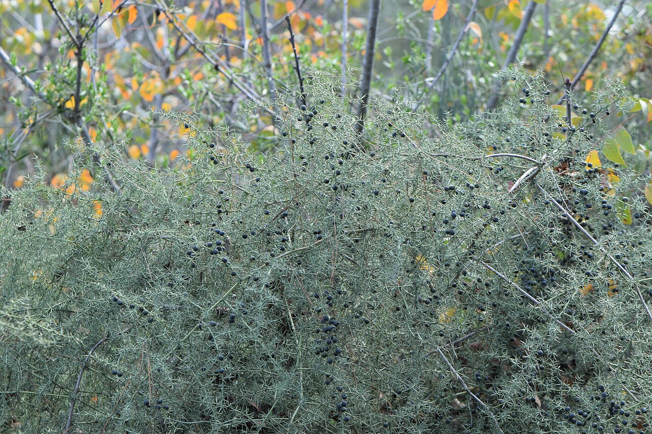 Detail jemných vetvičiek rastliny Asparagus aphyllus