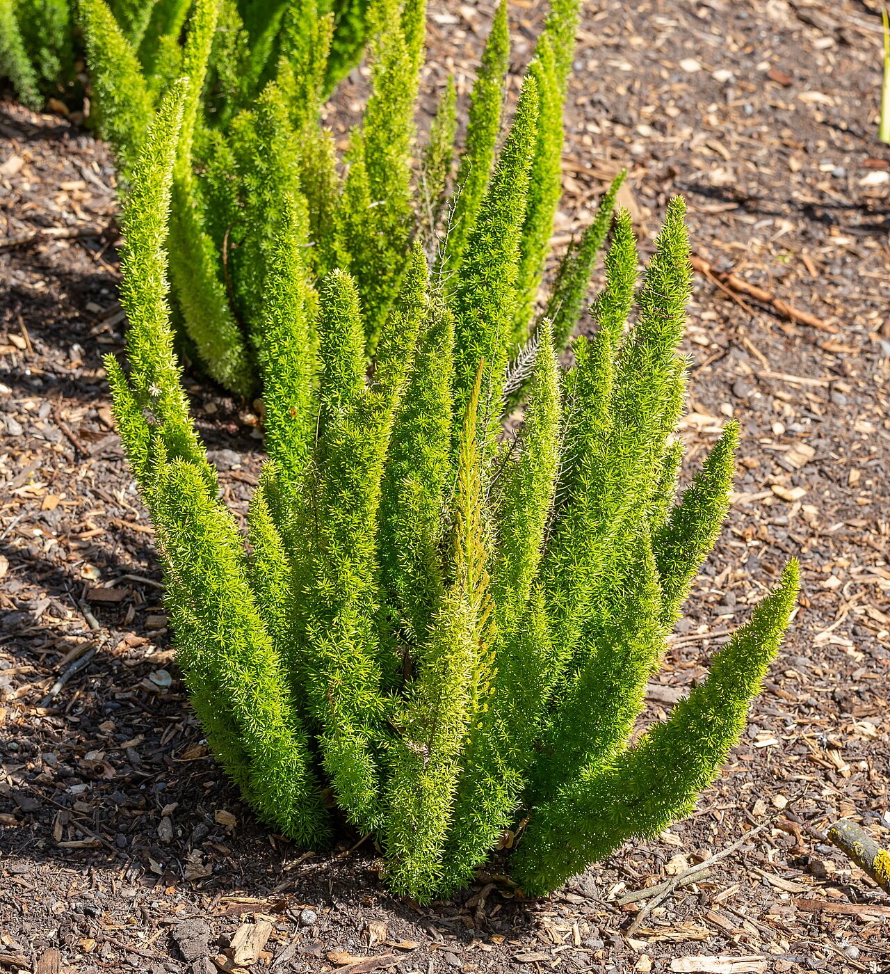 Starostlivosť o Asparagus densiflorus v interiéri