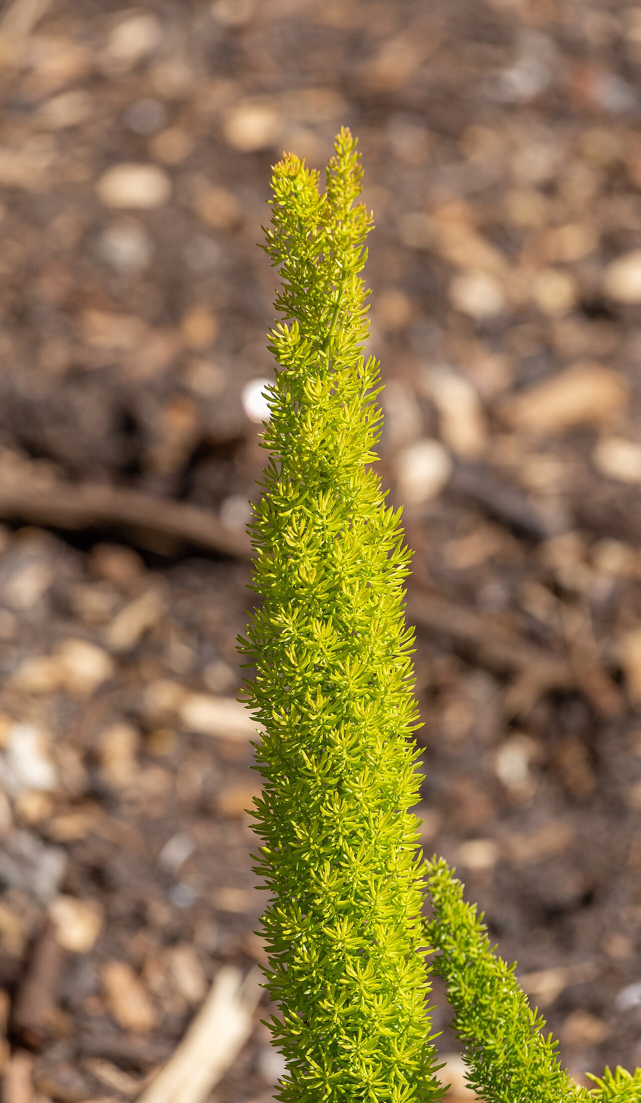 Asparagus densiflorus s jemnými zelenými výhonkami