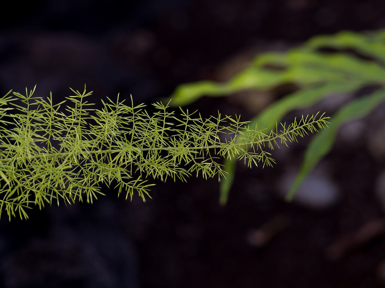 Detail rastliny Asparagus densiflorus v črepníku