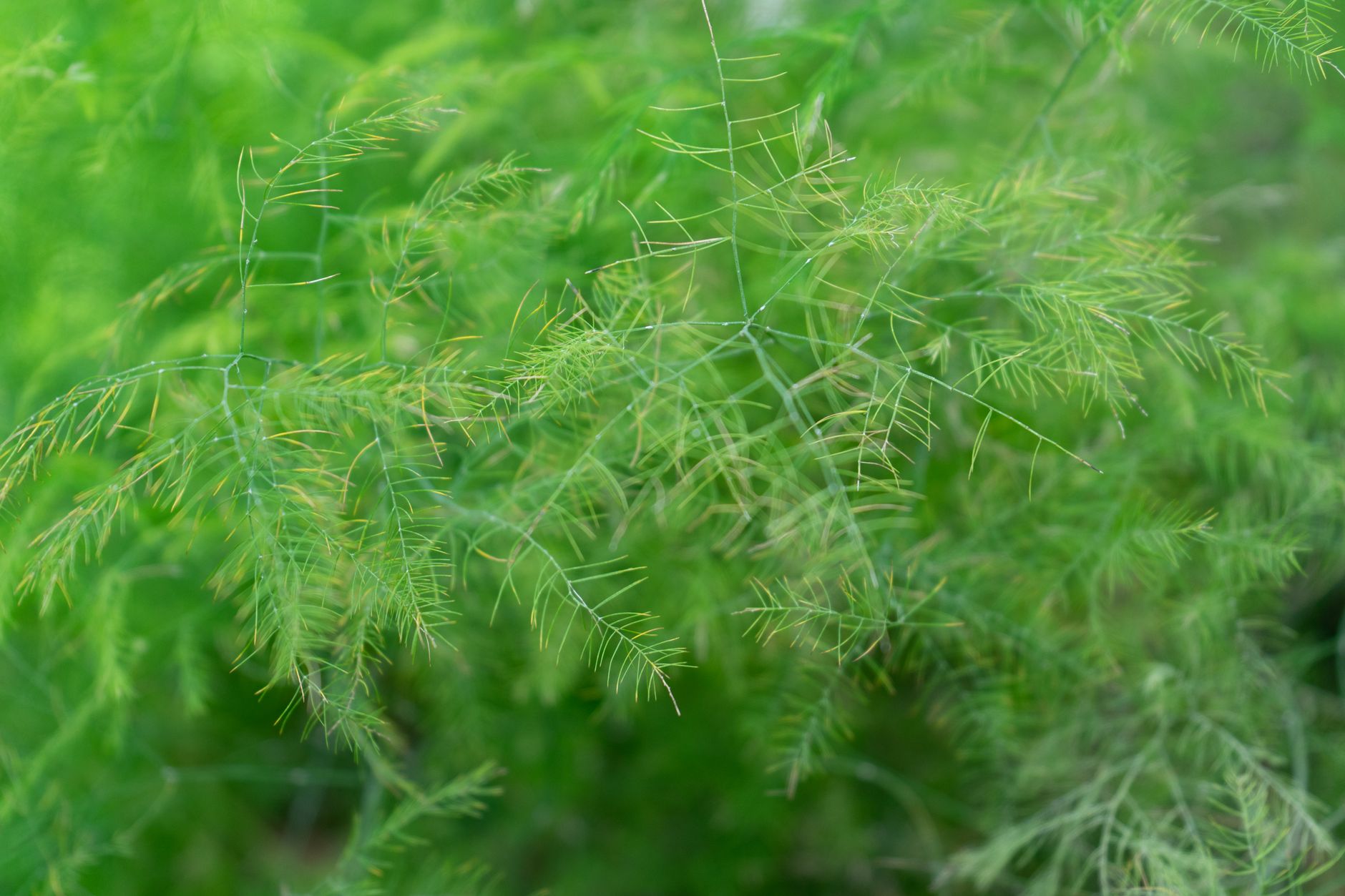 Detail rastliny Asparagus meyeri v kvetináči