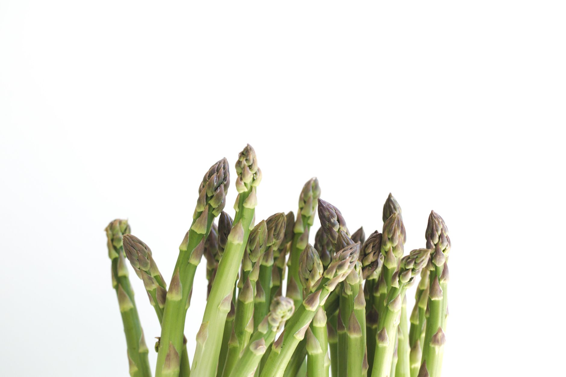 Asparagus meyeri s hustými jemnými výhonkami