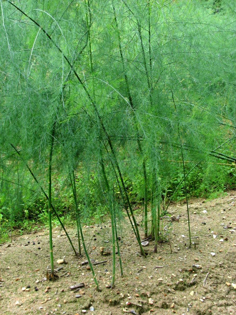 Jemné zelené vetvičky rastliny Asparagus officinalis
