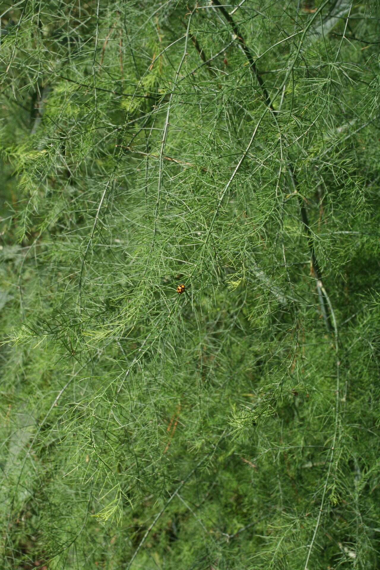 Asparagus officinalis pestovaný v záhrade