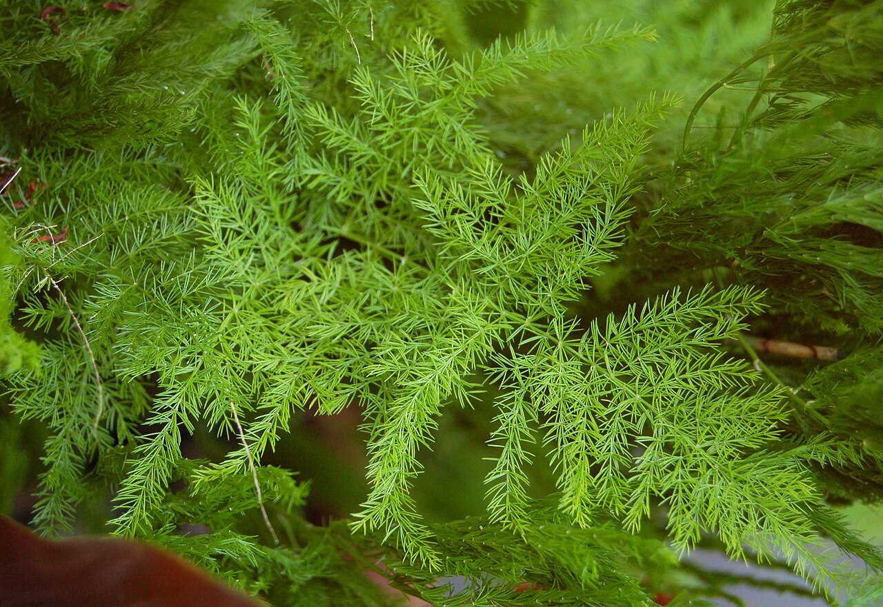 Starostlivosť o Asparagus setaceus v interiéri