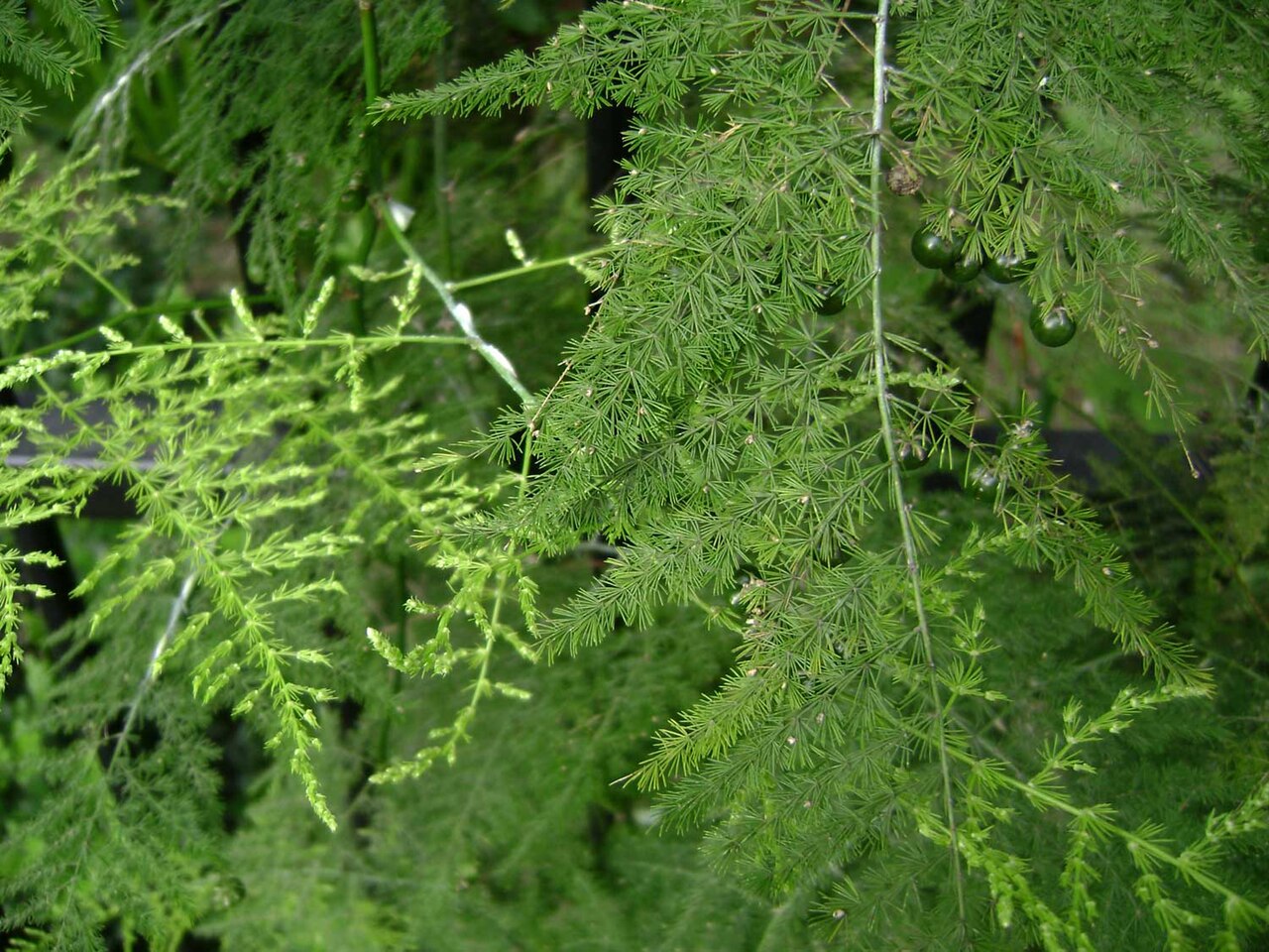 Asparagus setaceus v kvetináči na svetlom mieste