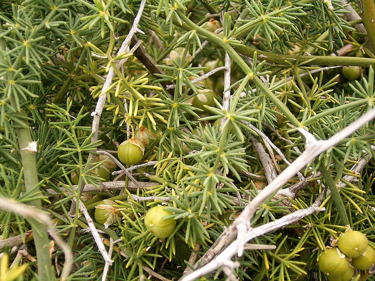 Starostlivosť o Asparagus umbellatus v interiéri