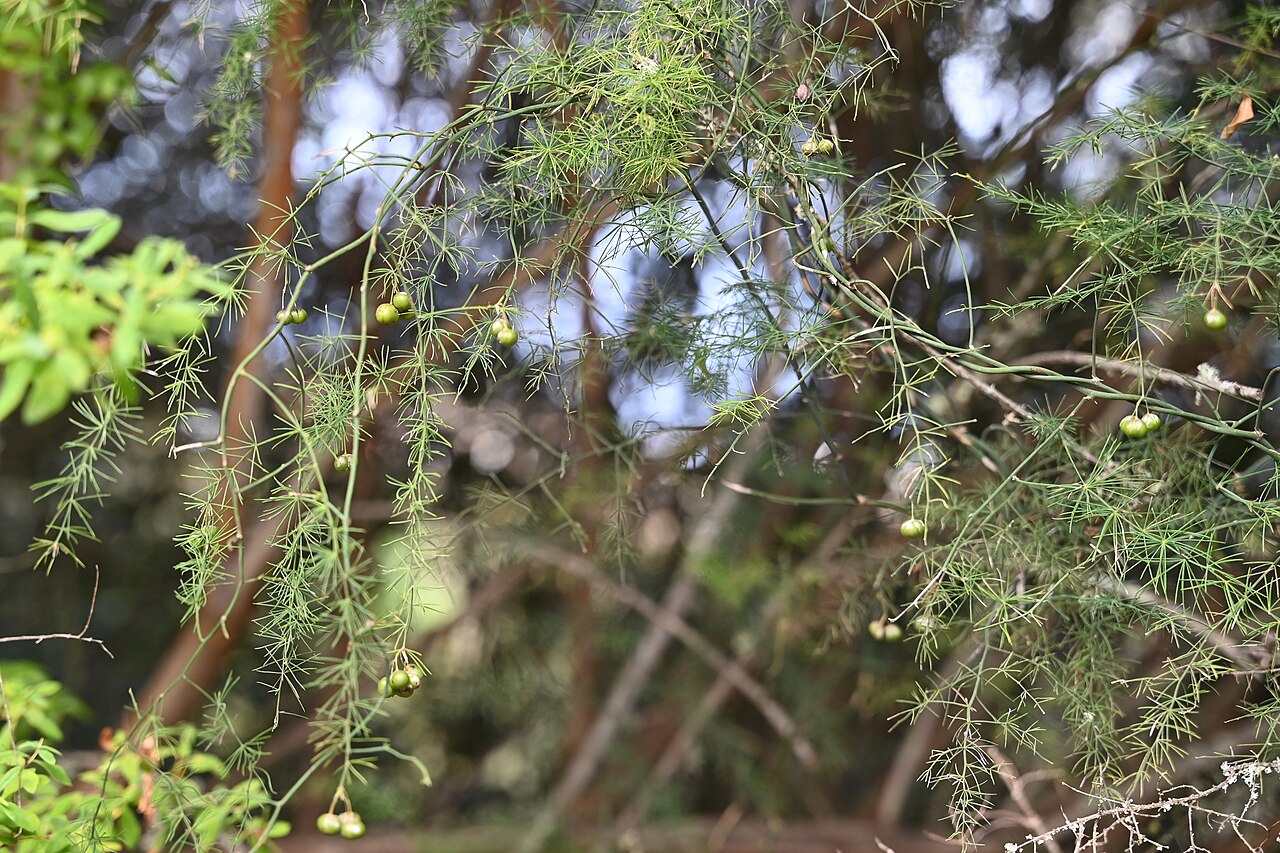 Asparagus umbellatus so vzdušnými previsnutými stonkami