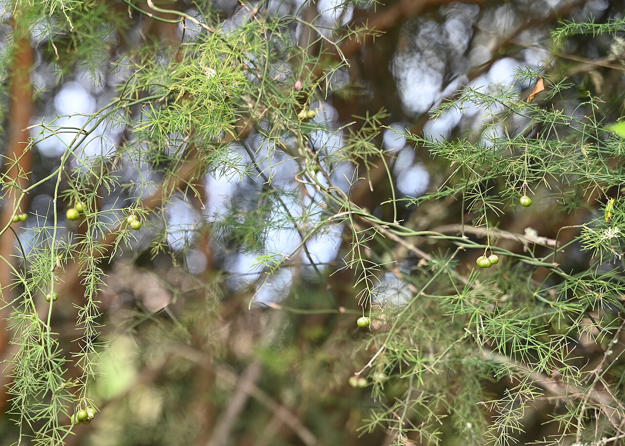 Detail jemného porastu rastliny Asparagus umbellatus