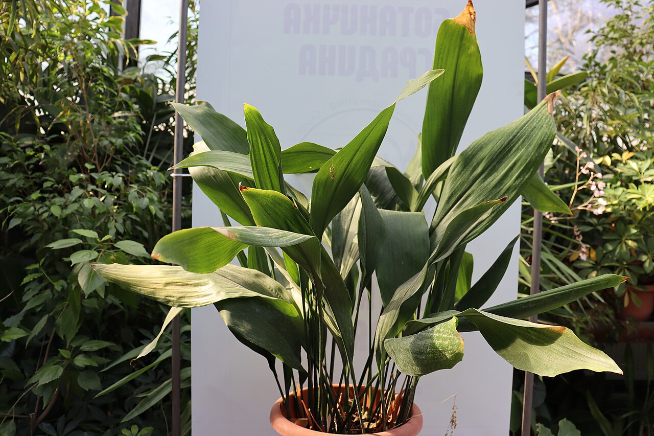 detail listov rastliny Aspidistra elatior