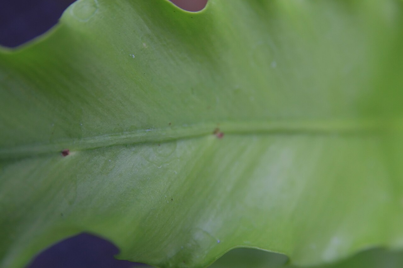 Starostlivosť o Asplenium antiquum v interiéri
