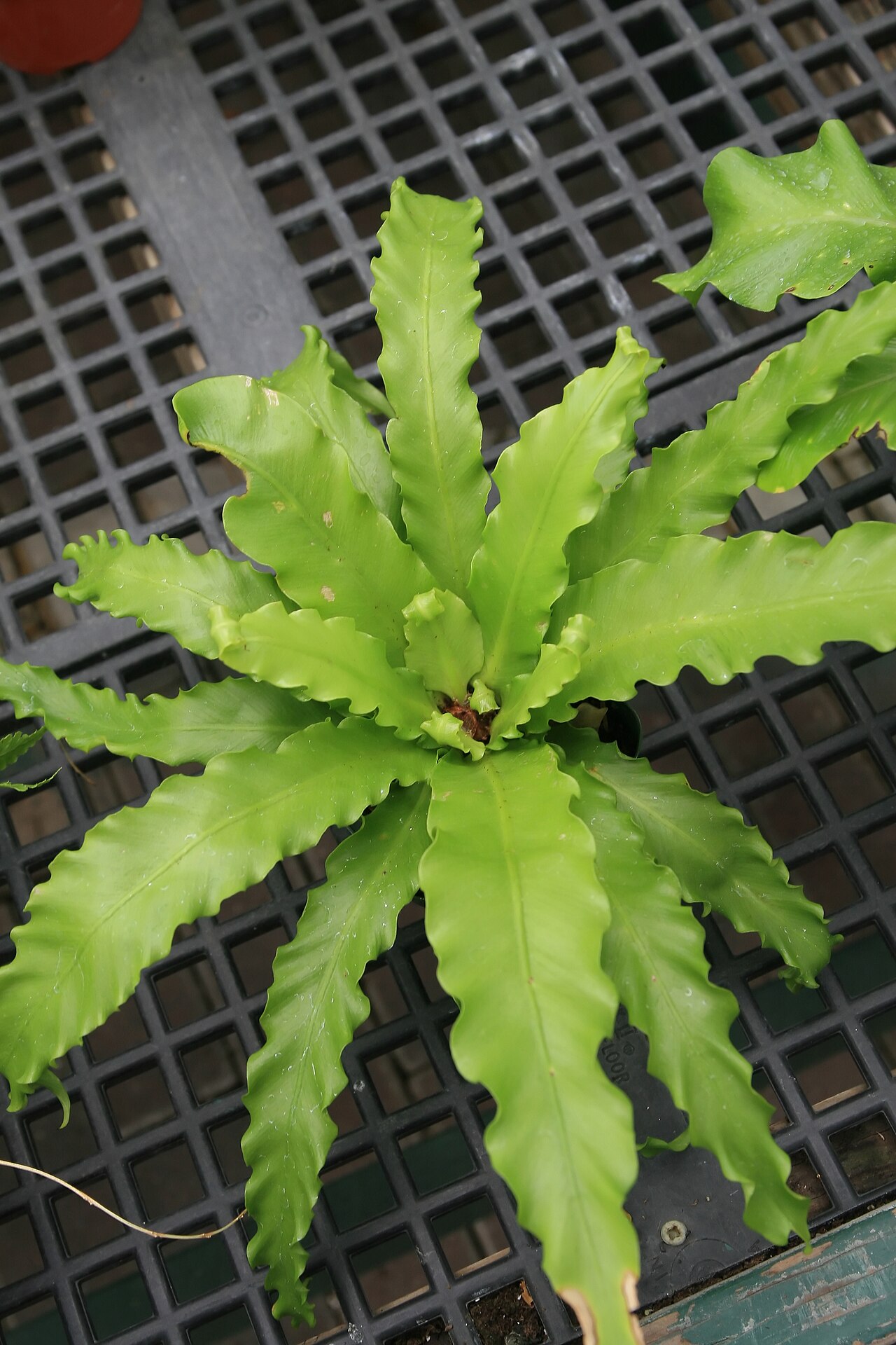 Asplenium antiquum s tmavozelenými lesklými listami