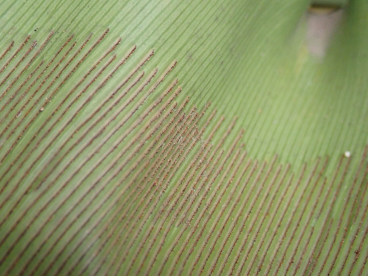Starostlivosť o Asplenium australasicum v interiéri