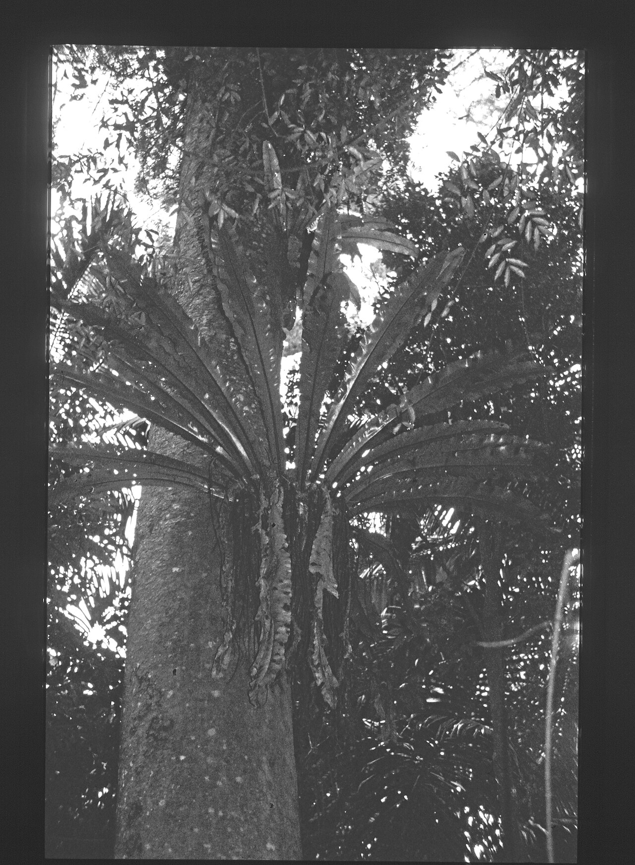 Asplenium australasicum s lesklými zelenými listami