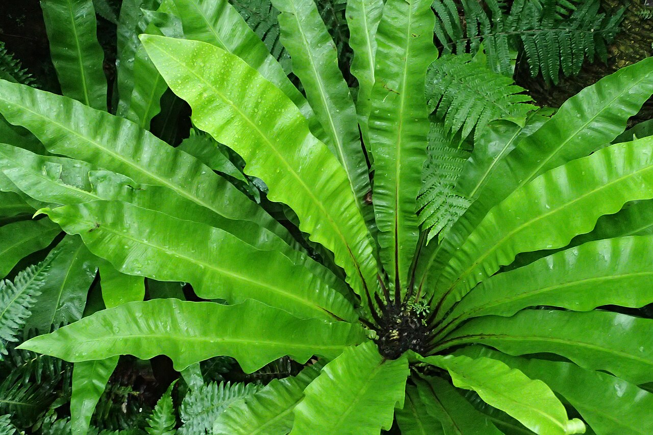 Detail ružice rastliny Asplenium australasicum