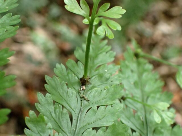 Starostlivosť o Asplenium bulbiferum v interiéri