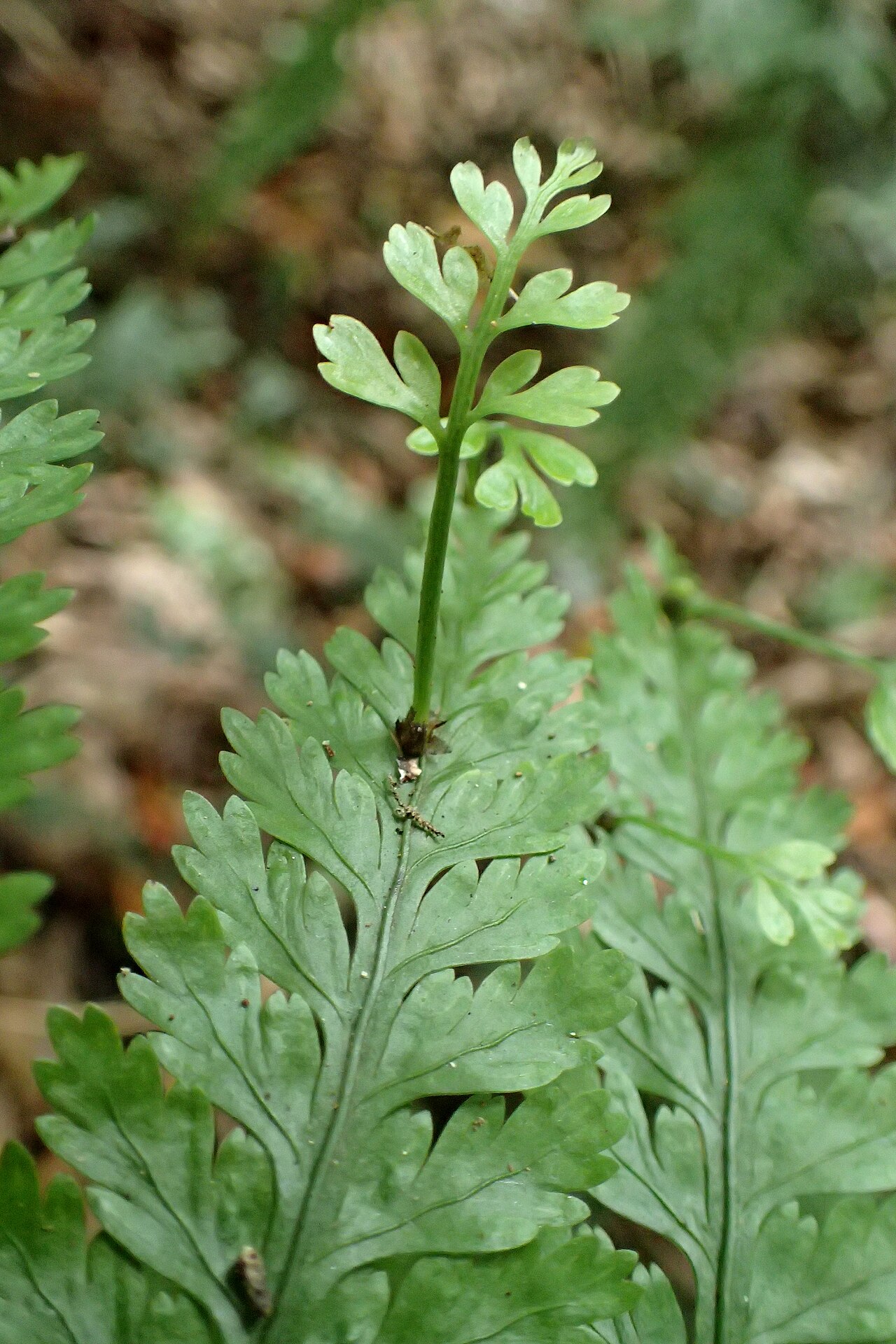 Starostlivosť o Asplenium bulbiferum v interiéri